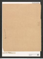 Navicula mutica var. ventricasta Kuetz. (de-Toni-Nr.: Genus 1, Species 397) Zeichnungen Sammlung Grunow (NHMW-BOT-W0367364)